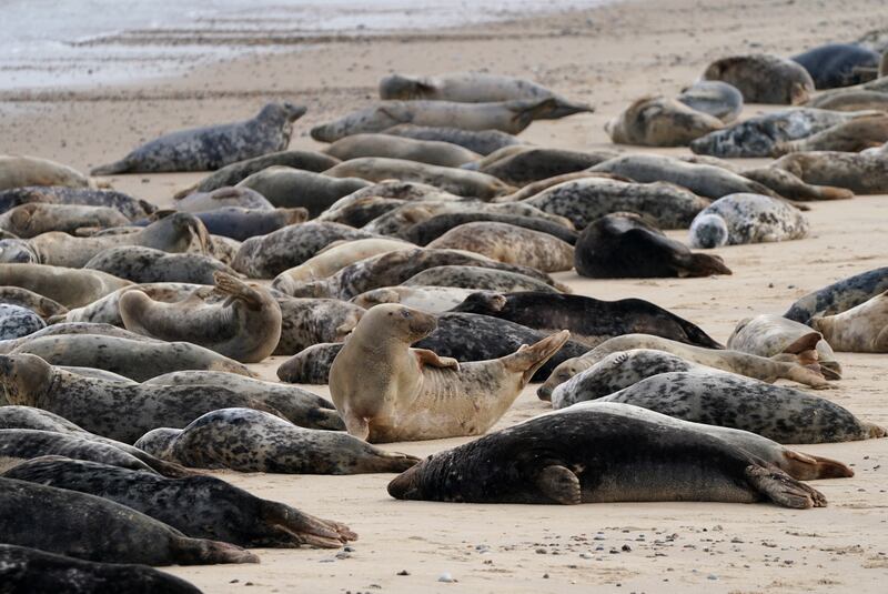 Atlantic grey seals on Horsey Beach in Norfolk