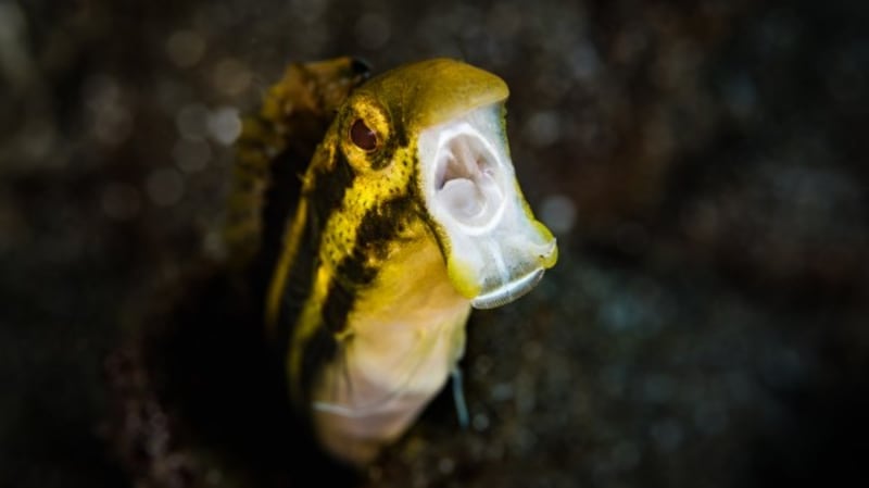 Fang tooth blenny.