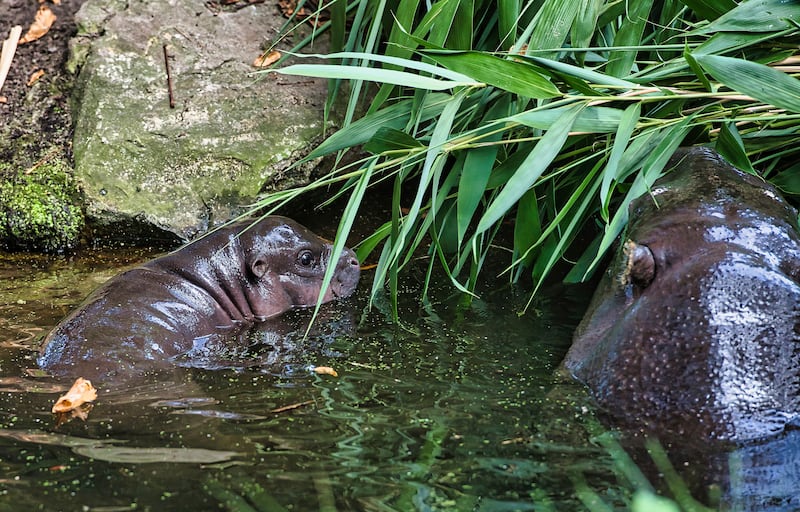 Toni, a pygmy hippo born at the Berlin Zoo (Paul Zinken/dpa via AP)