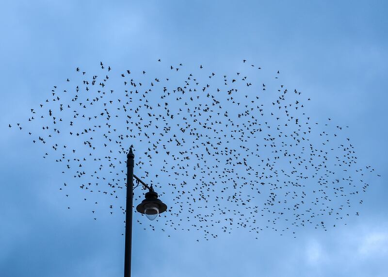 A starling murmuration returns to the Albert Bridge in East Belfast, recent developments along the riverfront and specifically new lighting in the area contributed to the abandonment. PICTURE: MAL MCCANN

 PICTURE: MAL MCCANN