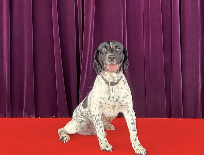 Police dog Sunflower-Monty found evidence that helped convict the five men