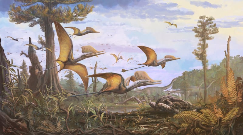 Ceoptera evansae – a pterosaur described from the Isle of Skye with an estimated wingspan of 1.6 metres. This flying reptile fills a gap in our understanding of pterosaur evolution, as its closest relatives have only been unearthed in China. (NHM/Mark Witton)