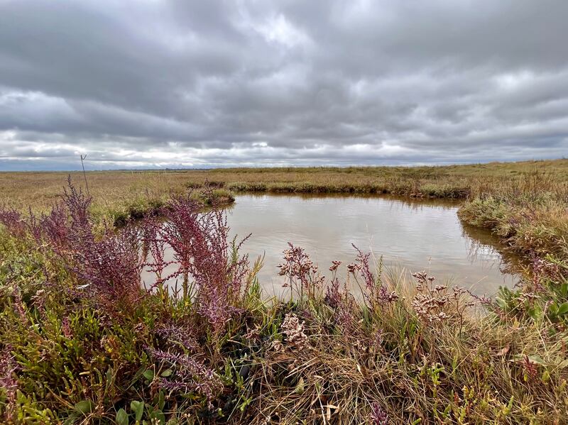 Conservationists have warned of the need to protect saltmarsh habitat