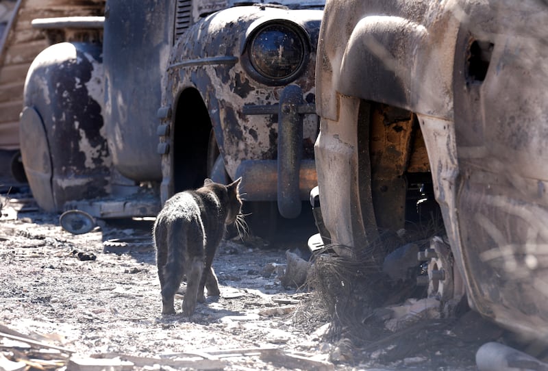 A cat wanders amid cars destroyed by the Eaton Fire in Altadena (Chris Pizzello/AP)