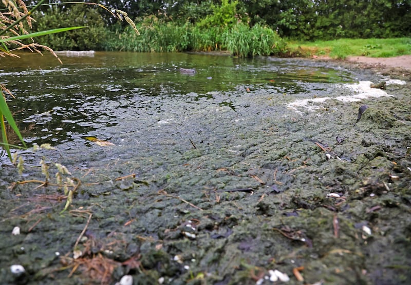 Algae in the Bartins Bay Area of Lough Neagh on Thursday.
PICTURE COLM LENAGHAN