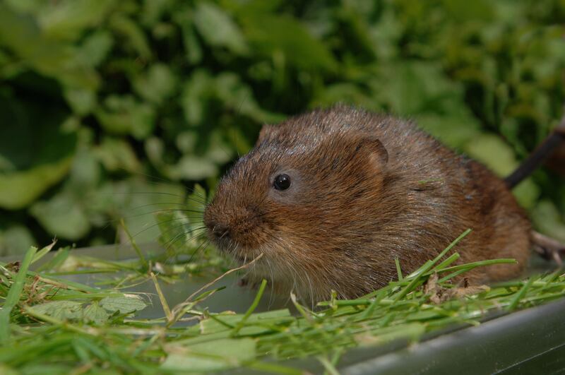 Measures have been taken to help water voles on canals