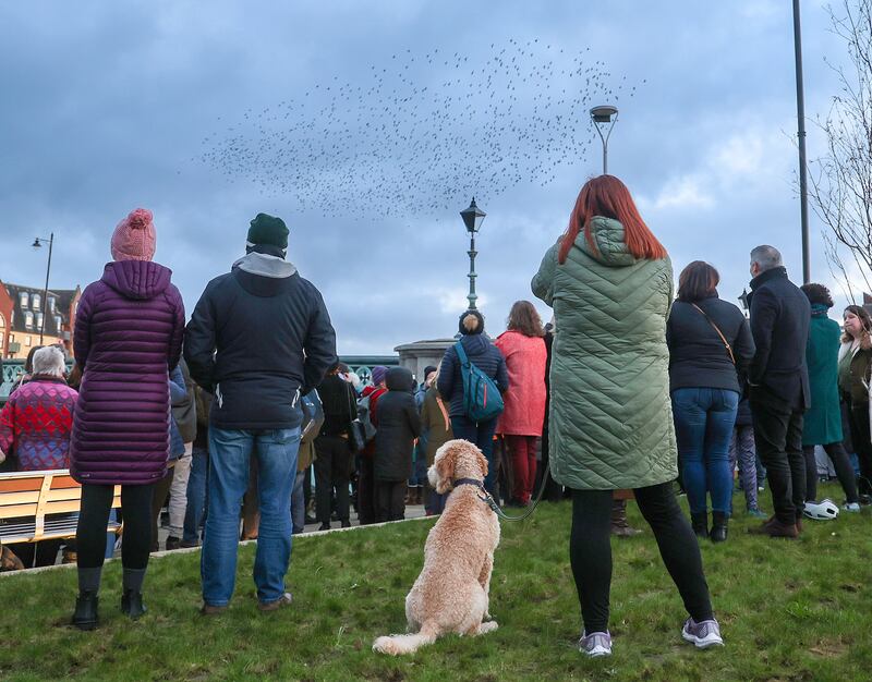 A starling murmuration returns to the Albert Bridge in East Belfast, recent developments along the riverfront and specifically new lighting in the area contributed to the abandonment. PICTURE: MAL MCCANN

 PICTURE: MAL MCCANN