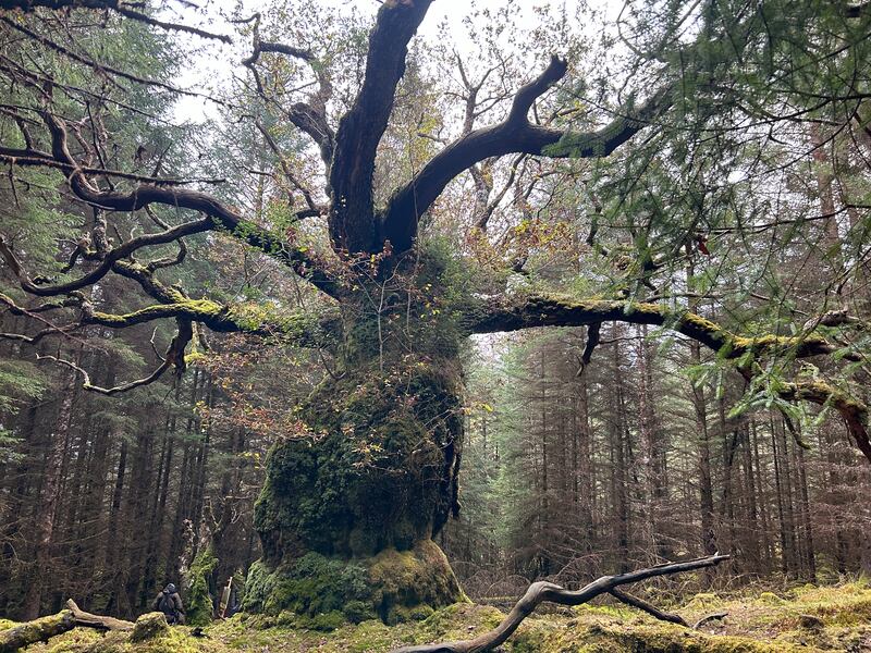 The Skipinnish Oak is a remnant of the original ecosystem