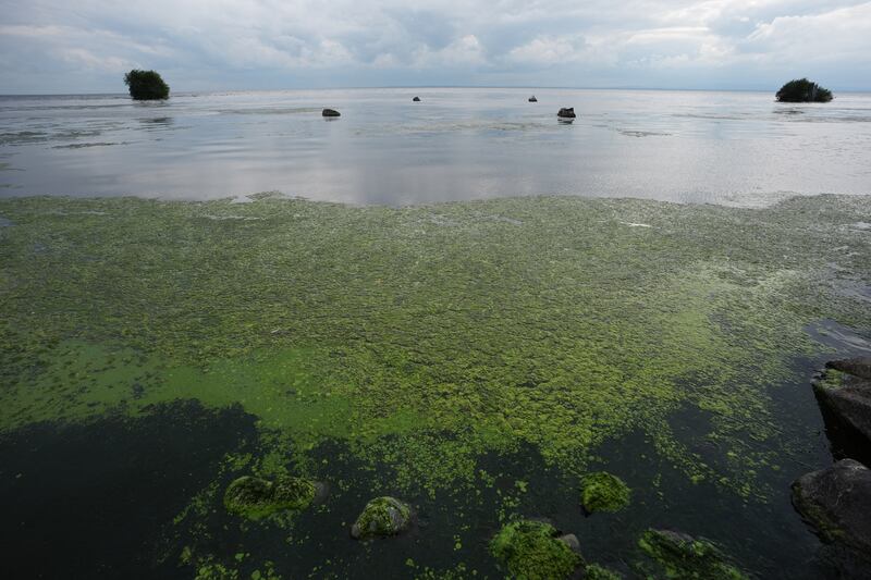 Blue-green algae on the shores of Lough Neagh