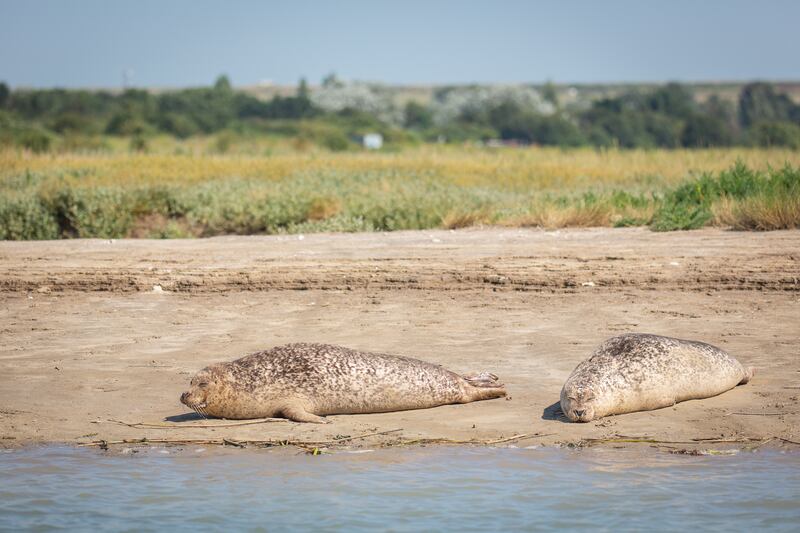 Seals 