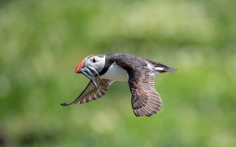 Puffin returning with a beak full of food for its ‘puffling’ on Inner Farne earlier this summer. (Rachel Bigsby/National Trust Images)