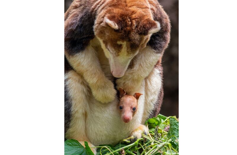 The Matschie’s tree kangaroo joey (Wildlife Conservation Society/Terria Clay via AP)