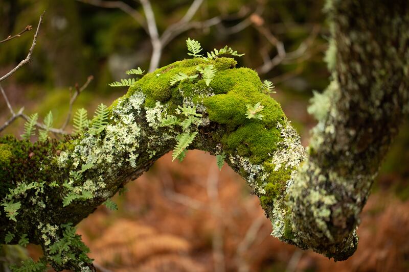 The planting will celebrate ‘unsung’ mosses and ferns