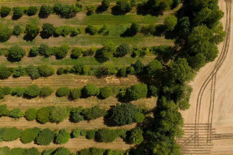 More sustainable farming practices such as agroforestry are needed, the report says