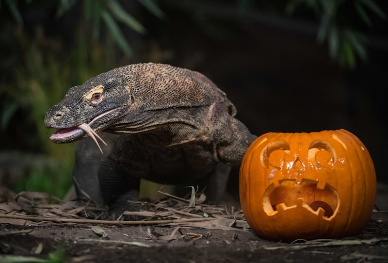 A Komodo dragon at Chester Zoo