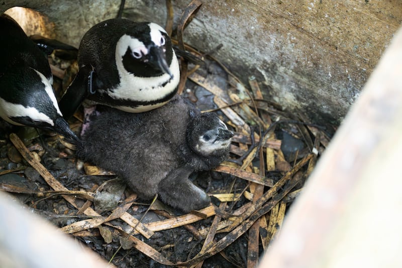 The zoo added that their lively and energetic personalities have earned them the nickname “the little terrors”