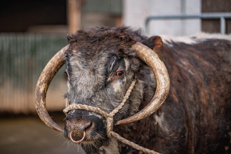 Hercules Hercules the bull (whose real name is Cooley) has previously appeared on HBO’s Game Of Thrones