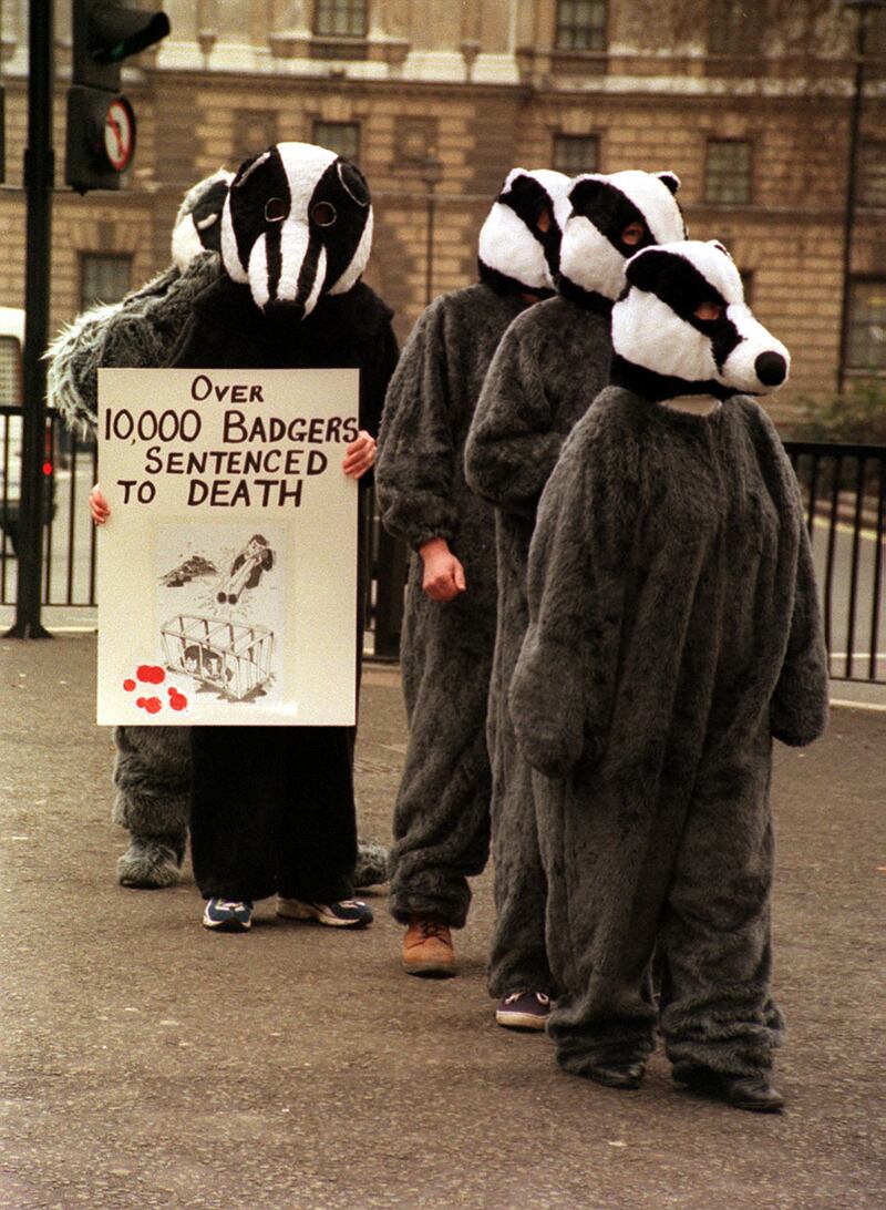 Members of the National Federation of Badger Groups don their badger suits in London to lobby MPs against plans for a badger cull