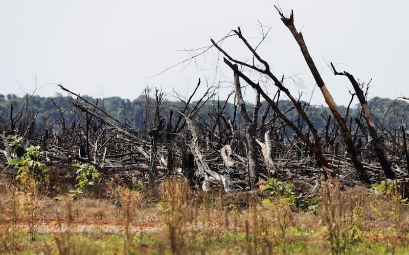 Recently burnt forest lay strewn across cleared land in Mato Grosso, Brazil. Cattle ranching and soybean farming are the main drivers of deforestation in the Cerrado and the Amazon. ( Suzie Hubbard/WWF-UK)