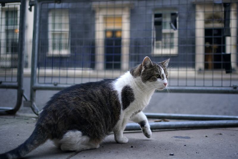 Larry the cat in Downing Street, London