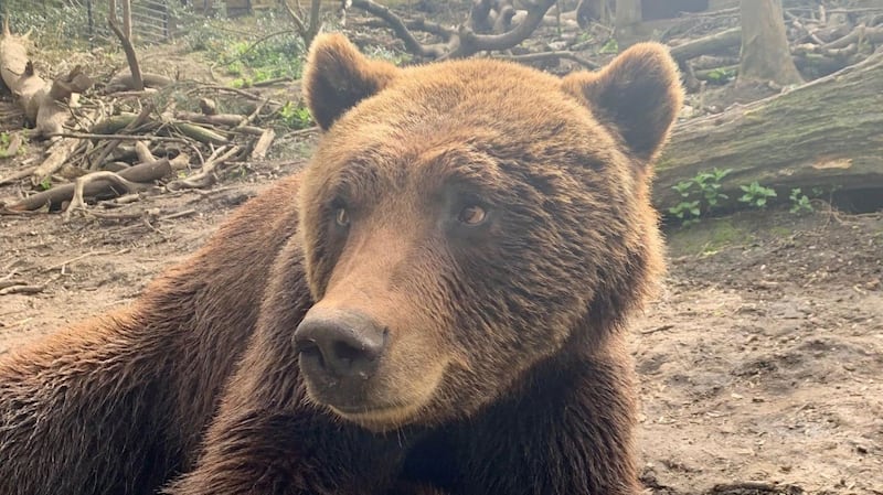Neo, a four-year-old European brown bear
