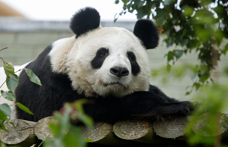Giant pandas were recently downgraded from 'endangered' to 'vulnerable' (Danny Lawson/PA)