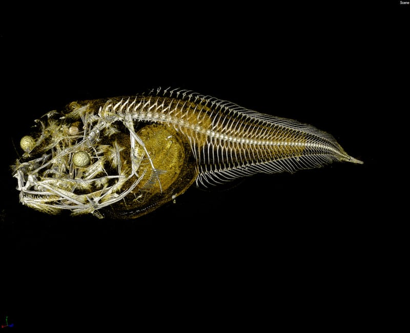 Atacama snailfish.