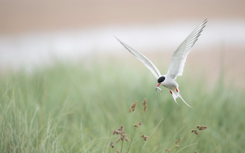 Arctic Tern at Long Nanny