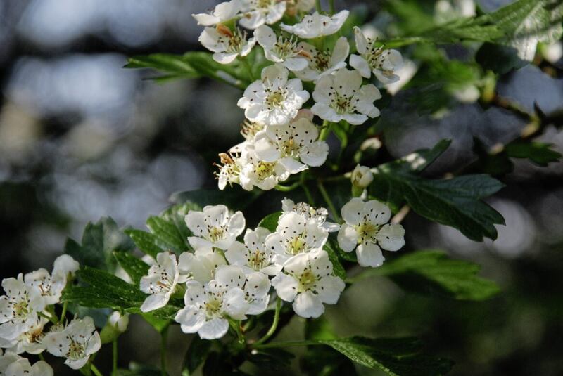 The majestic hawthorn is in full bloom in May 