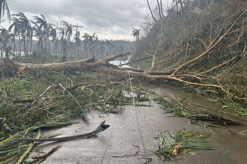 Toppled trees caused by Typhoon Man-yi block a road in Viga in the Philippines (MDRRMO Viga Catanduanes via AP)