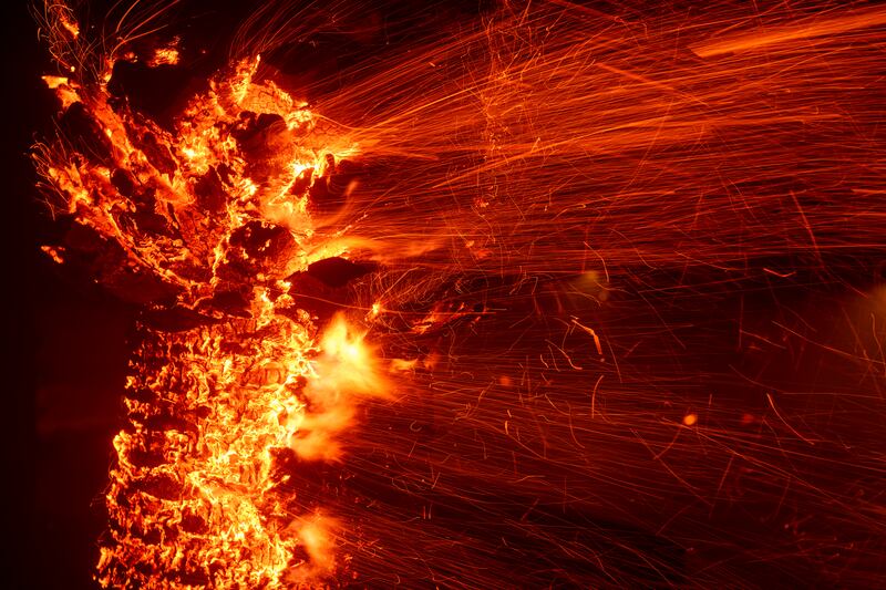 A tree burns during the Franklin Fire in Malibu, California (Eric Thayer/AP)