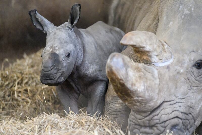 The baby rhino tipped the scales and weighed in at 45 kilograms