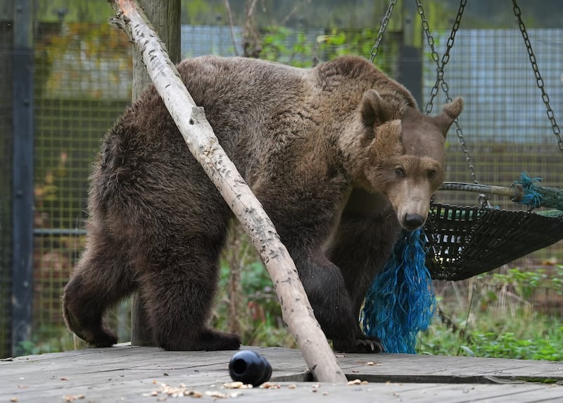 Two-year-old brown bear Boki in his enclosure at the Wildwood Trust in Canterbury, Kent