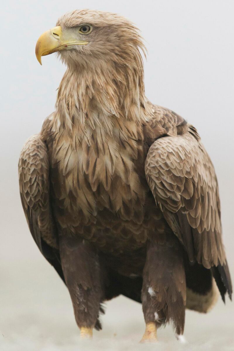 A programme to reintroduce White-tailed Eagles in Ireland from Norway started in 2007. PICTURE: PAUL SAWR/RSPB IMAGES