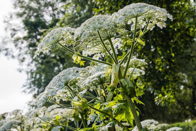 Giant Hogweed can grow to five metres and contains dangerous sap