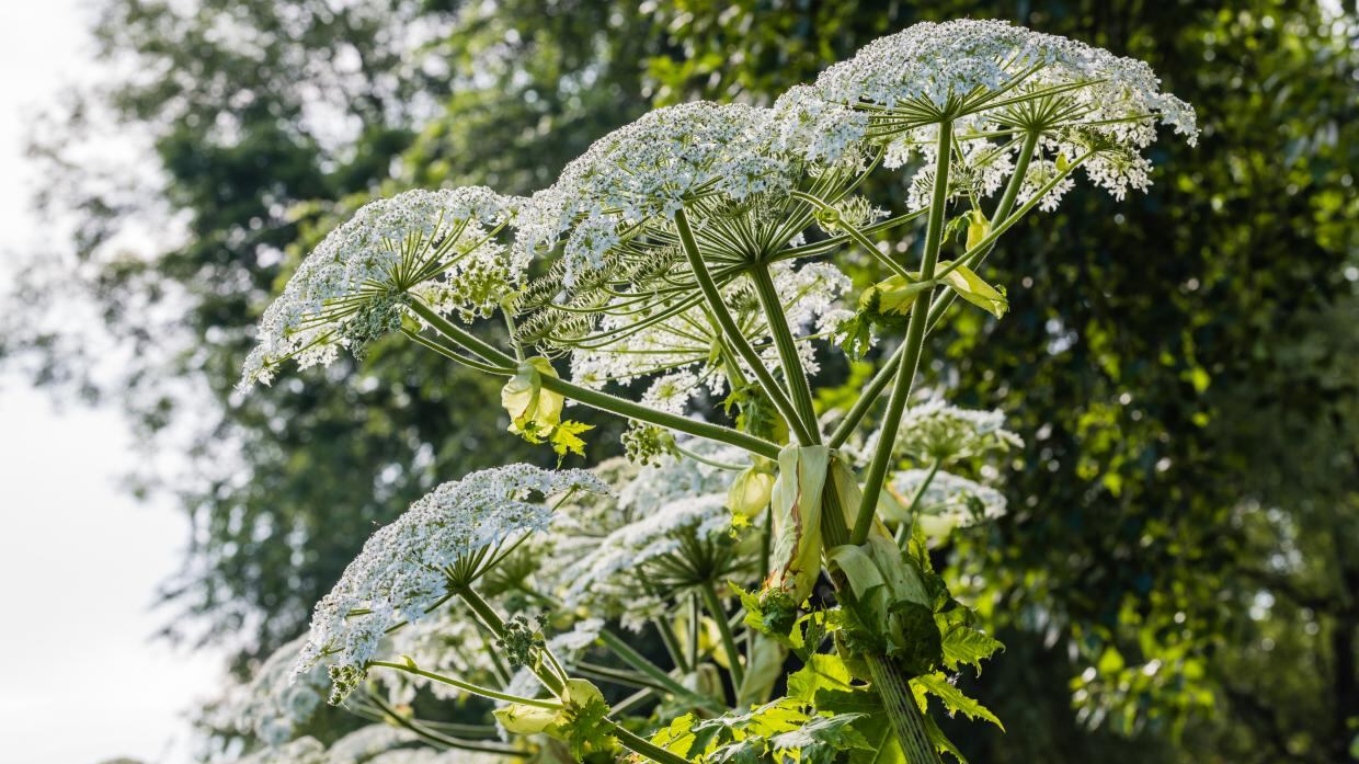Giant Hogweed can grow to five metres and contains dangerous sap