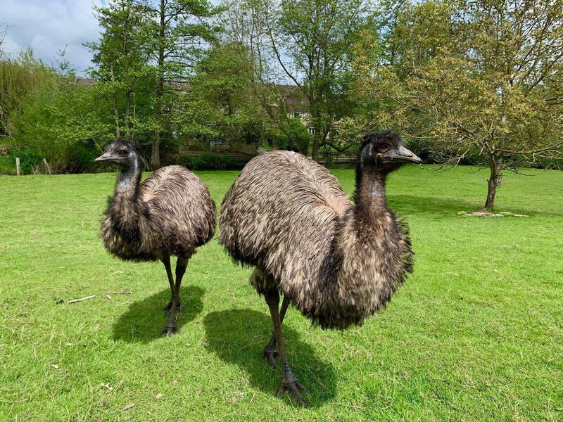 Irwin, pictured left, with his partner Sydney (Malmesbury Animal Sanctuary)