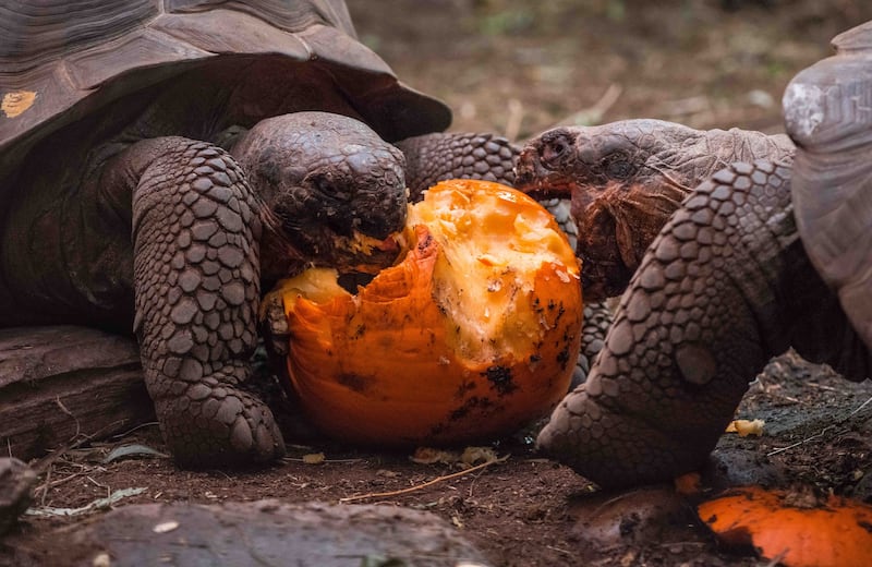 Galapagos tortoises at Chester Zoo