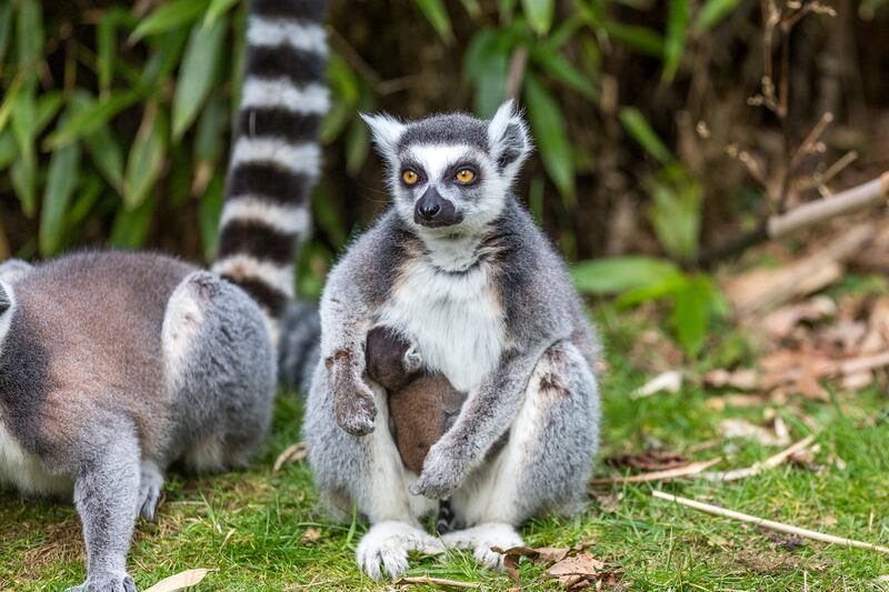 Newborn lemur at Woburn Safari Park with its mother (Woburn Safari Park)