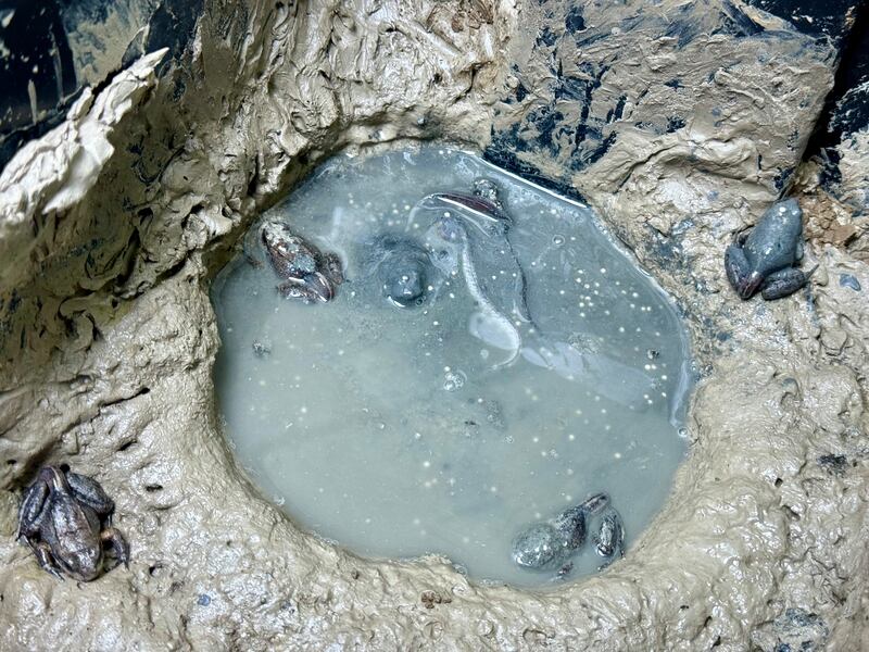 Mountain chicken froglets