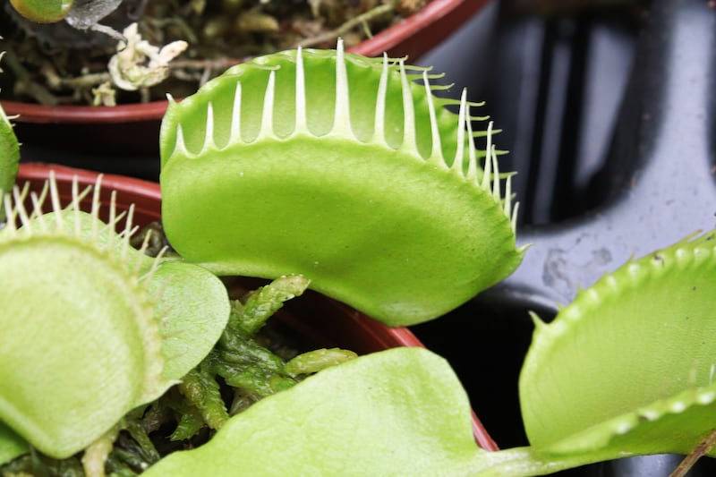 Venus fly trap