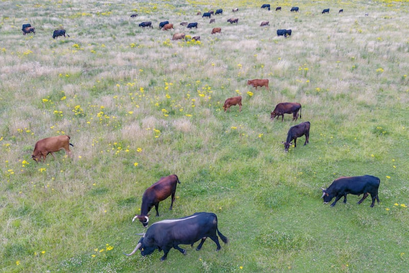 A herd of tauros grazing in a field