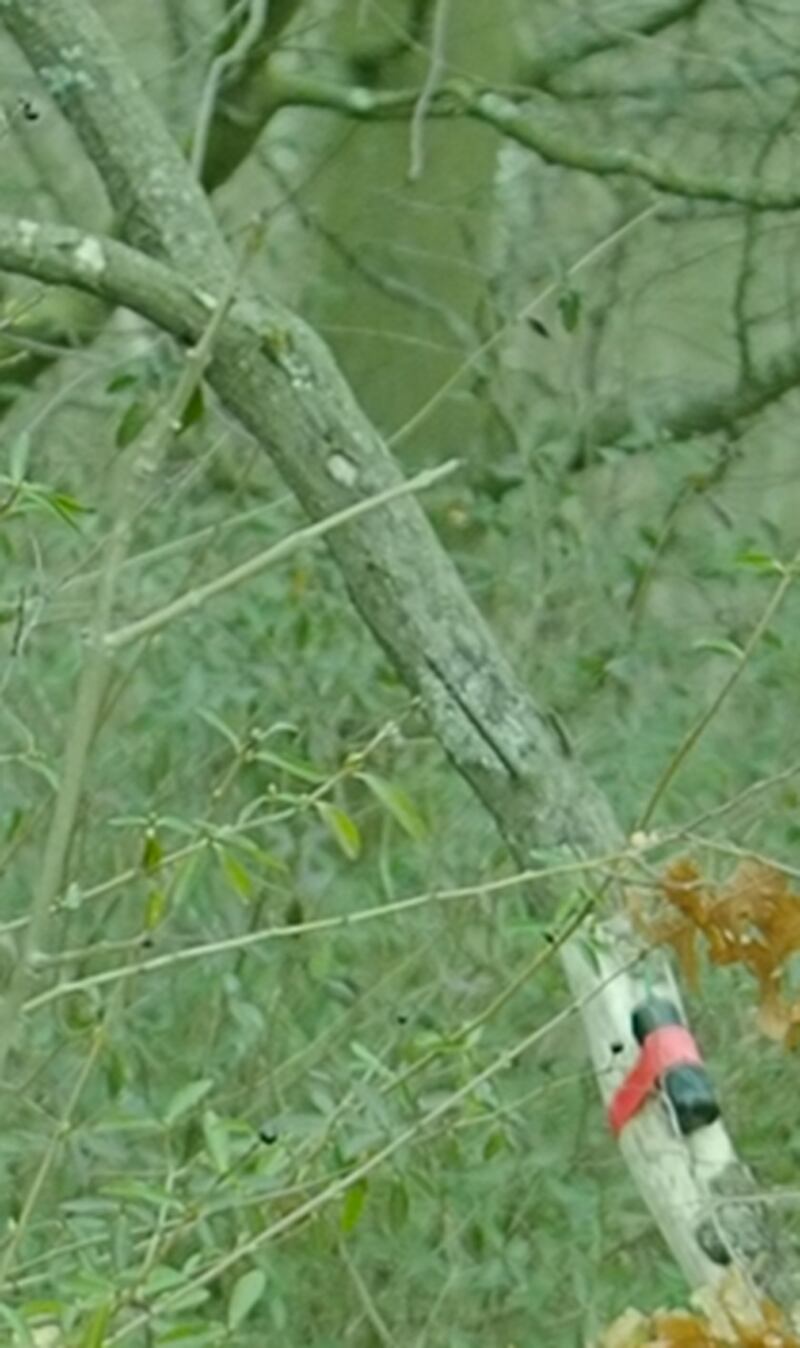 An item taped to a tree which was later detonated by Matthew Haydon