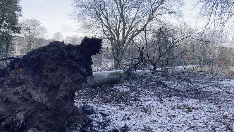 A fallen tree in Queen’s Park, Glasgow.