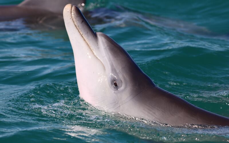 Juvenile male dolphin in Shark Bay, Western Australia (Shark Bay Dolphin Research)