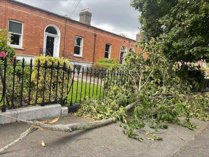 There were widespread reports of fallen trees across the island following Storm Betty. Image: Claudia Savage/PA Wire.