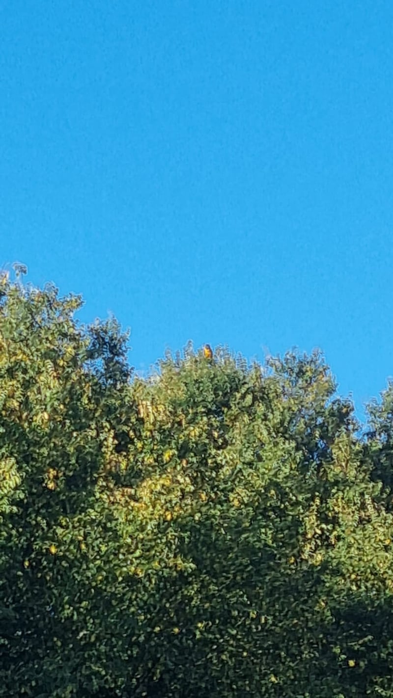 Macaws spotted high up in the tops of Cambridgeshire trees (London Zoo)