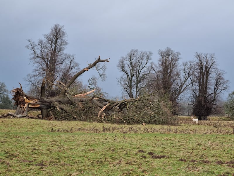 Tree damage after Storm Darragh at Fountains Abbey in Yorkshire -