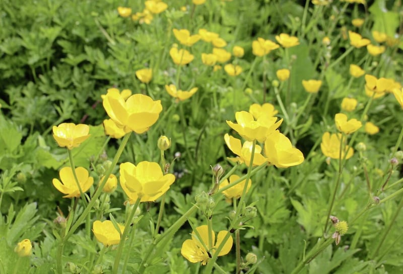 Buttercups are lovely flowers - in the right context 