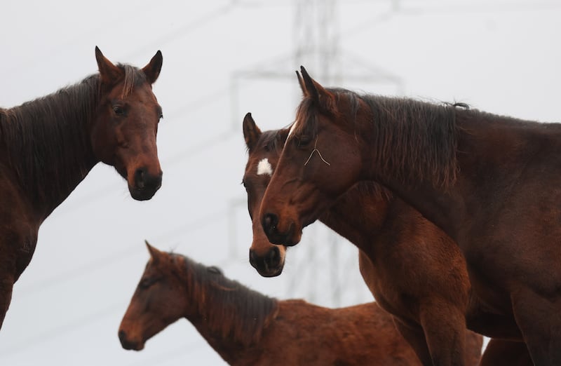 Horses on the Mill Road area of Belfast.
PICTURE COLM LENAGHAN